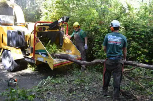 tree services Texarkana